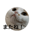 可愛くて楽しい4匹の猫 4（個別スタンプ：6）