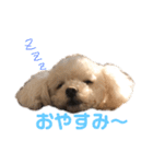松本家わんにゃんたち。（個別スタンプ：4）