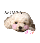 松本家わんにゃんたち。（個別スタンプ：8）