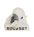 アオメキバタンスタンプ（個別スタンプ：4）