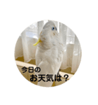 アオメキバタンスタンプ（個別スタンプ：5）