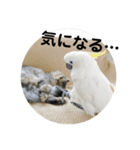 アオメキバタンスタンプ（個別スタンプ：8）