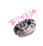 レオパの"ごまちゃん"（個別スタンプ：1）