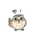 コキンメフクロウさんのスタンプ（個別スタンプ：1）