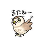コキンメフクロウさんのスタンプ（個別スタンプ：24）