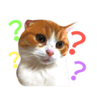ネコのこたろう（個別スタンプ：1）