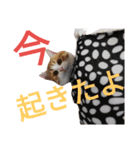 ネコのこたろう（個別スタンプ：2）