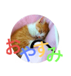 ネコのこたろう（個別スタンプ：3）