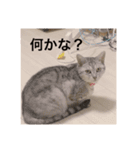 み〜み〜スタンプ（個別スタンプ：1）