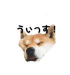 愛犬ももちゃんスタンプ（個別スタンプ：1）