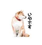 愛犬ももちゃんスタンプ（個別スタンプ：2）