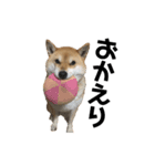 愛犬ももちゃんスタンプ（個別スタンプ：3）
