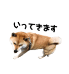 愛犬ももちゃんスタンプ（個別スタンプ：7）