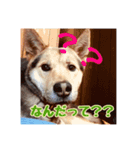 とーきとこっちゃん（個別スタンプ：3）