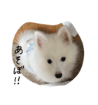 シルキー（個別スタンプ：4）
