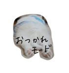 シルキー（個別スタンプ：6）