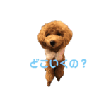 内気なトイプー  めろんちゃん（個別スタンプ：3）