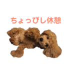 内気なトイプー  めろんちゃん（個別スタンプ：5）