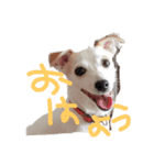 大好きはなこ（個別スタンプ：1）