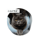 ブリショのなな（個別スタンプ：1）