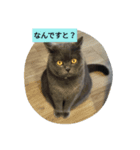 ブリショのなな（個別スタンプ：2）