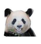 らぶPANDA（個別スタンプ：1）