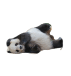 らぶPANDA（個別スタンプ：2）