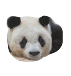 らぶPANDA（個別スタンプ：3）