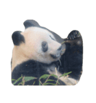 らぶPANDA（個別スタンプ：4）