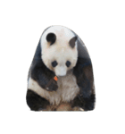 らぶPANDA（個別スタンプ：5）
