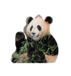 らぶPANDA（個別スタンプ：6）