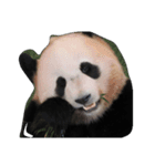 らぶPANDA（個別スタンプ：7）