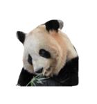 らぶPANDA（個別スタンプ：8）