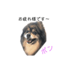 ポンカンテン（個別スタンプ：1）
