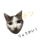 ポンカンテン（個別スタンプ：3）