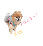 ポンカンテン（個別スタンプ：5）