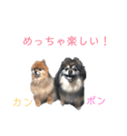 ポンカンテン（個別スタンプ：8）