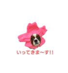 キャバリアのぽんずくん（個別スタンプ：1）