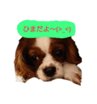 キャバリアのぽんずくん（個別スタンプ：4）