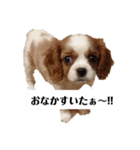 キャバリアのぽんずくん（個別スタンプ：8）