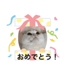 可愛くて楽しい4匹の猫 6（個別スタンプ：2）