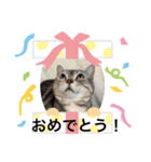 可愛くて楽しい4匹の猫 6（個別スタンプ：3）