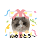 可愛くて楽しい4匹の猫 6（個別スタンプ：4）