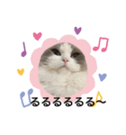 可愛くて楽しい4匹の猫 6（個別スタンプ：5）