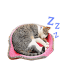 モカラテスタンプ（個別スタンプ：3）