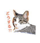 モカラテスタンプ（個別スタンプ：5）