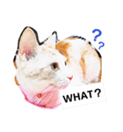 モカラテスタンプ（個別スタンプ：8）
