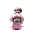 トイプーかわかわスタンプ（個別スタンプ：1）