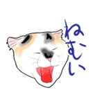 ネコちゃん家族（個別スタンプ：17）