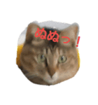 ブサ？ねこ（個別スタンプ：1）